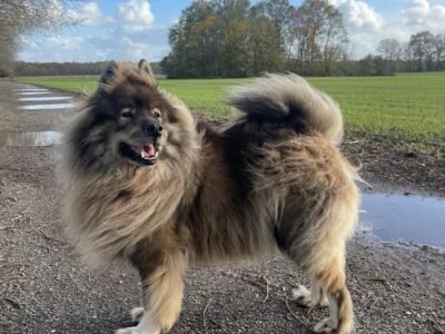 Cherche garde pour mon Eurasier Ioki