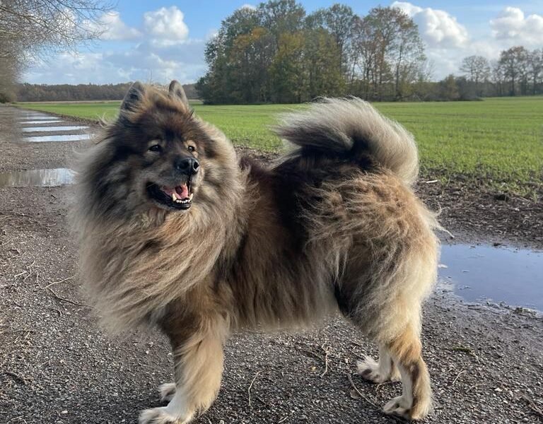 Cherche garde pour mon Eurasier Ioki
