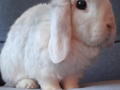 urgent - cherche nounou pour garder notre lapin pendant deux semaines
