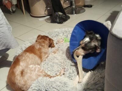 Chipie et Rihanna