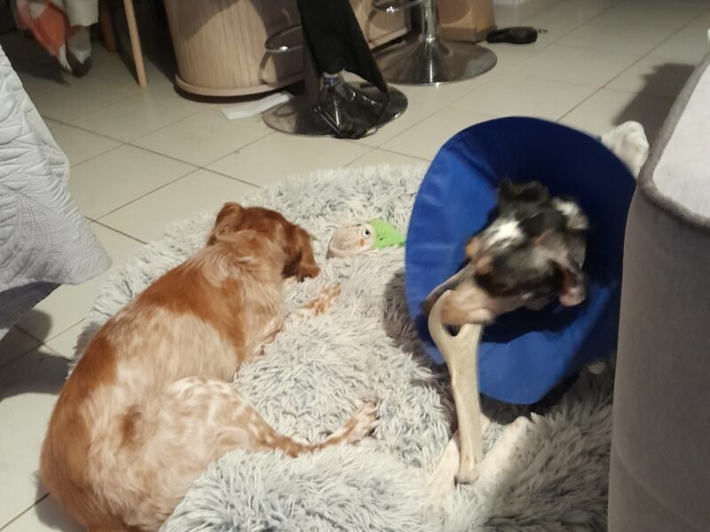 Chipie et Rihanna