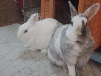 Garde de lapin a votre domicile