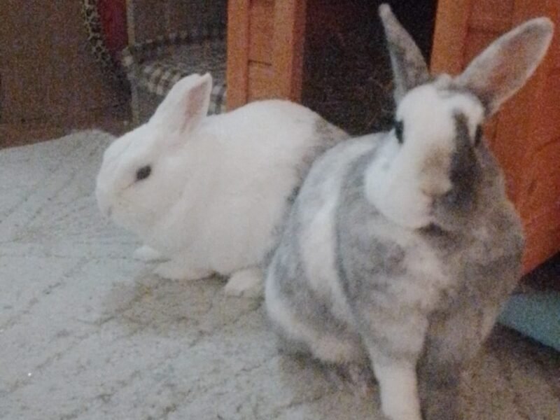 Garde de lapin a votre domicile