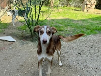 Proposition d'adoption pour Diva