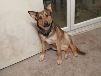 TRES BEAU CHIEN LOUP TCHEQUE