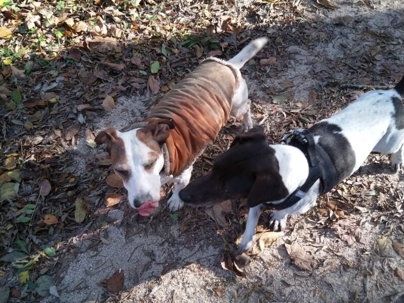 2 Jack Russel Jacky & Bill à garder