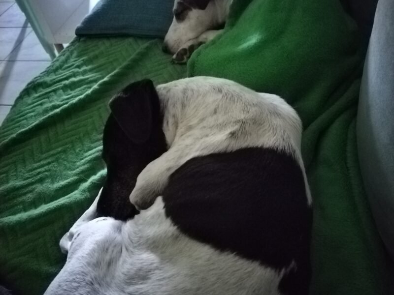2 Jack Russel Jacky & Bill à garder