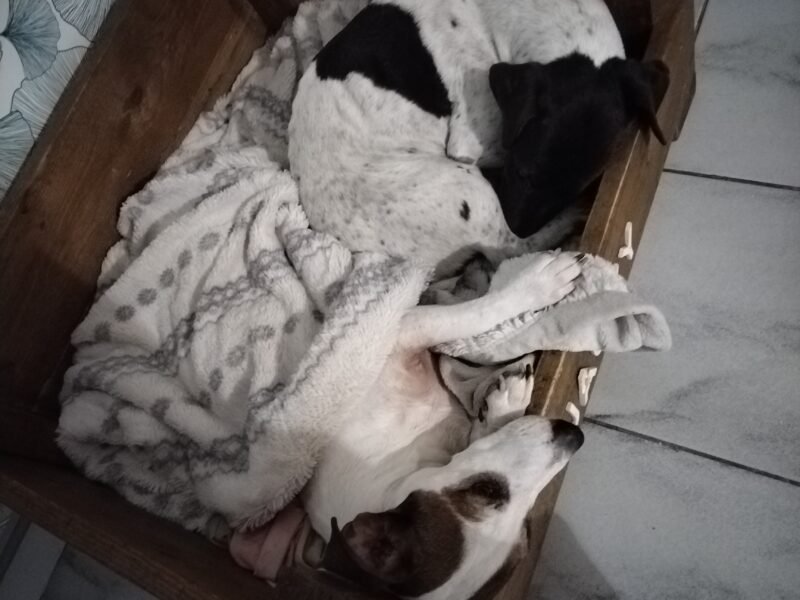 2 Jack Russel Jacky & Bill a garder en urgence