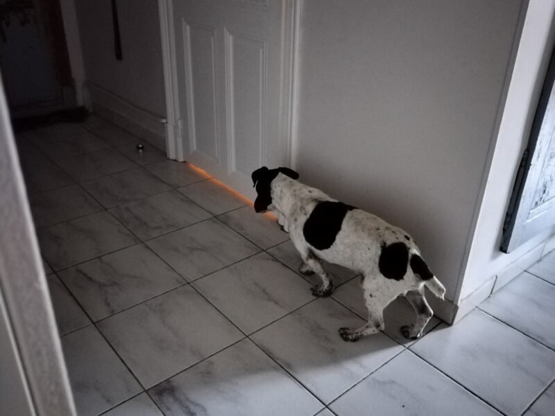 Bill Jack Russel