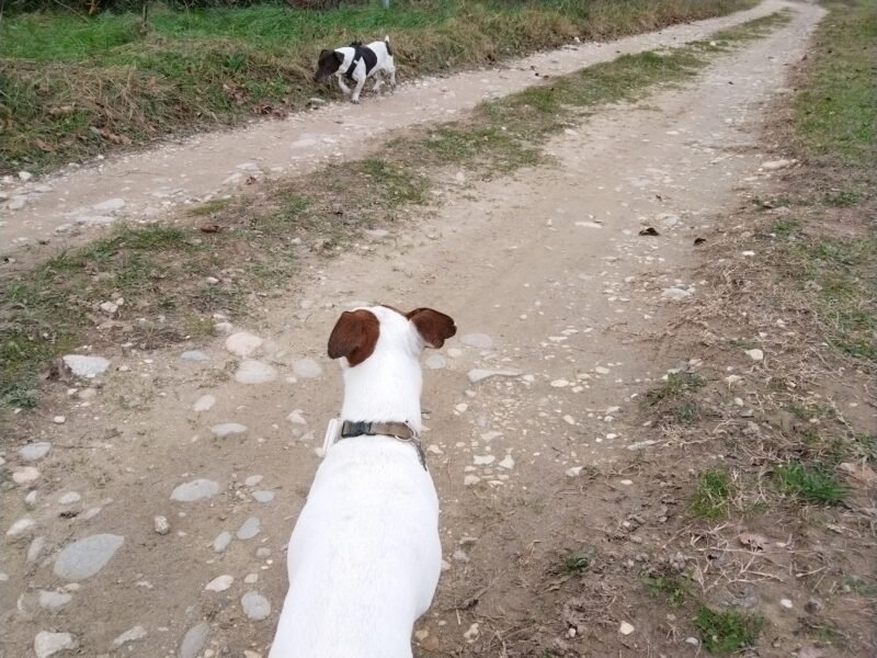 2 Jack Russel Jacky & Bill à garder