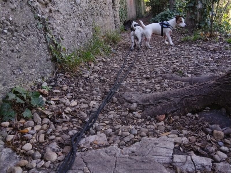 2 Jack Russel Jacky & Bill à garder