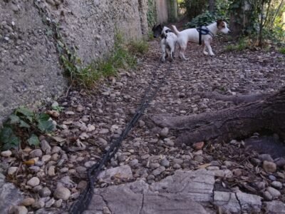 2 Jack Russel Jacky & Bill a garder en urgence