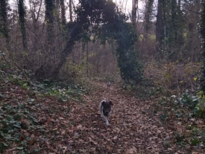 Bill Jack Russel