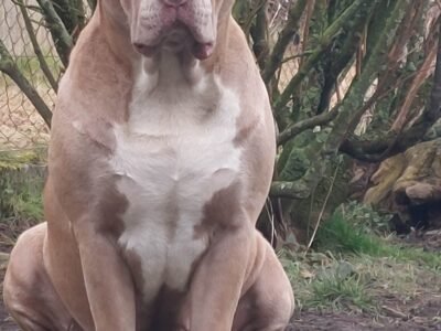 Cherche personne d'urgence pour garder mon chien