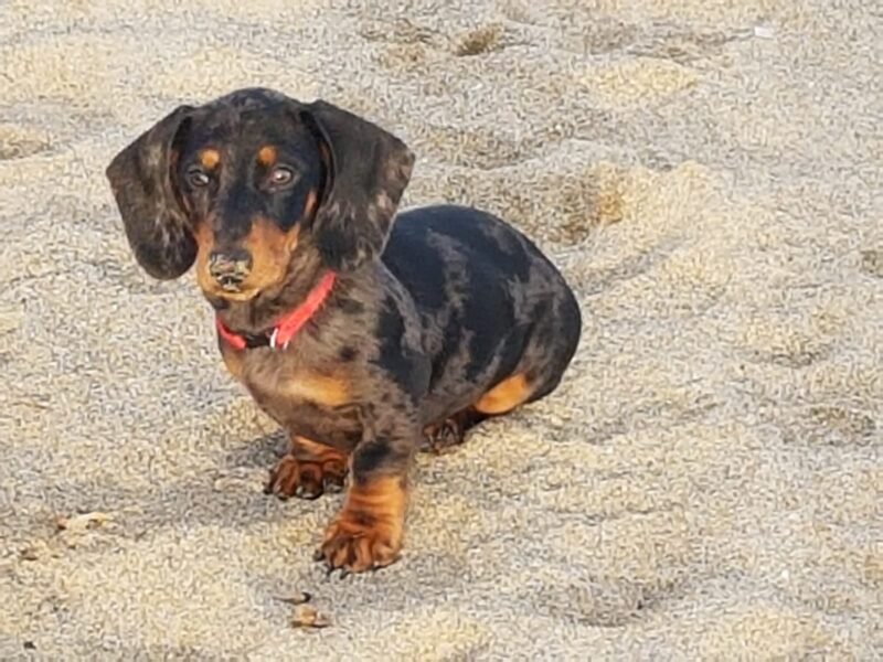 Gentil Teckel cherche doux foyer