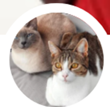 Garde de chats à mon domicile à Louvain-la-Neuve