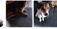 Cherche famille d'accueil pour 2 Jack (Lady et Choupy )
