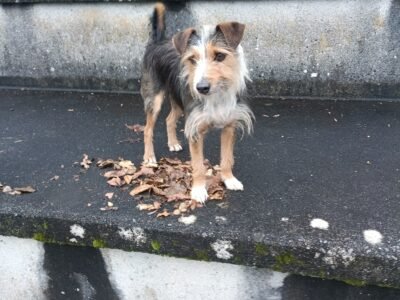 P'tit chien Naï cherche foyer d'accueil pour les vacances des ses humains 🙏