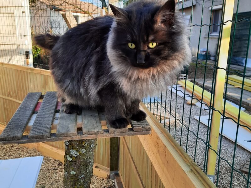Amoureux des chats