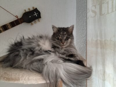Amoureux des chats