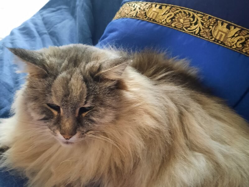 Amoureux des chats