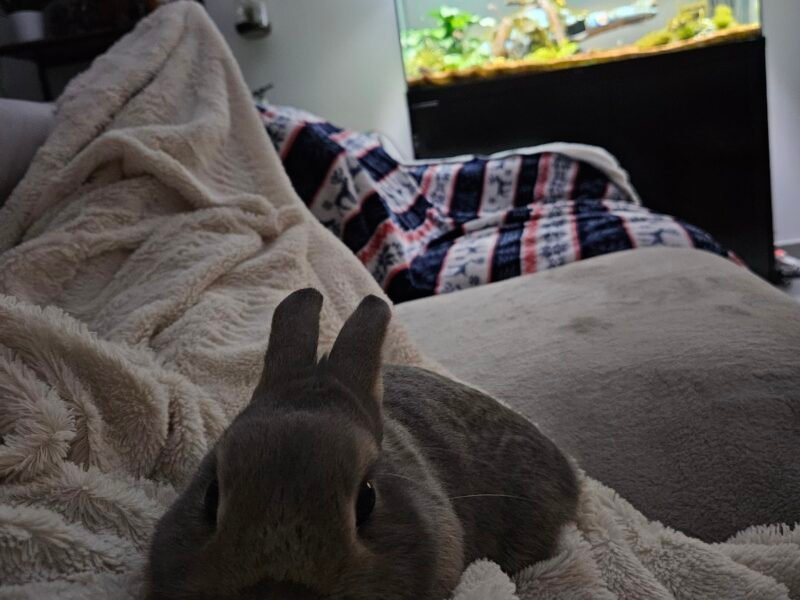 Je me propose pour garder vos animaux à votre domicile