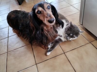 Cherche une garde pour un gentil chien Teckel Dpt 47