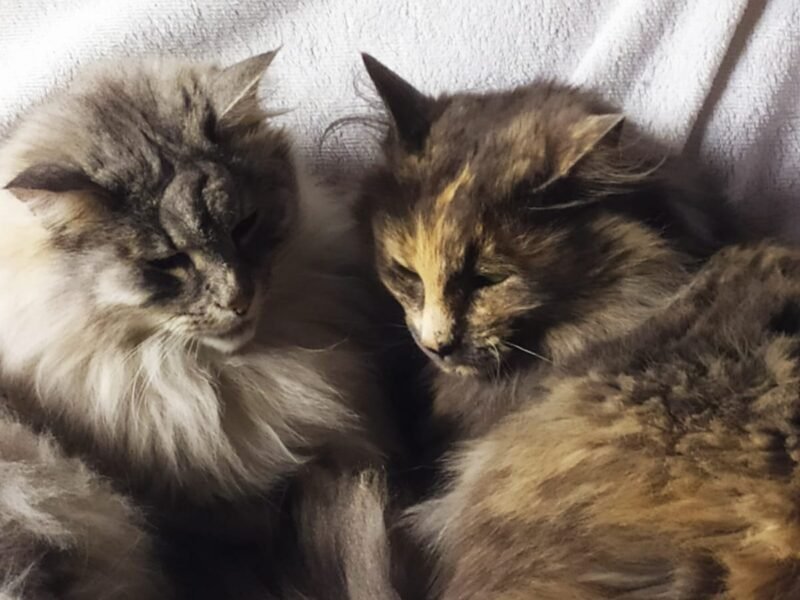 Amoureux des chats