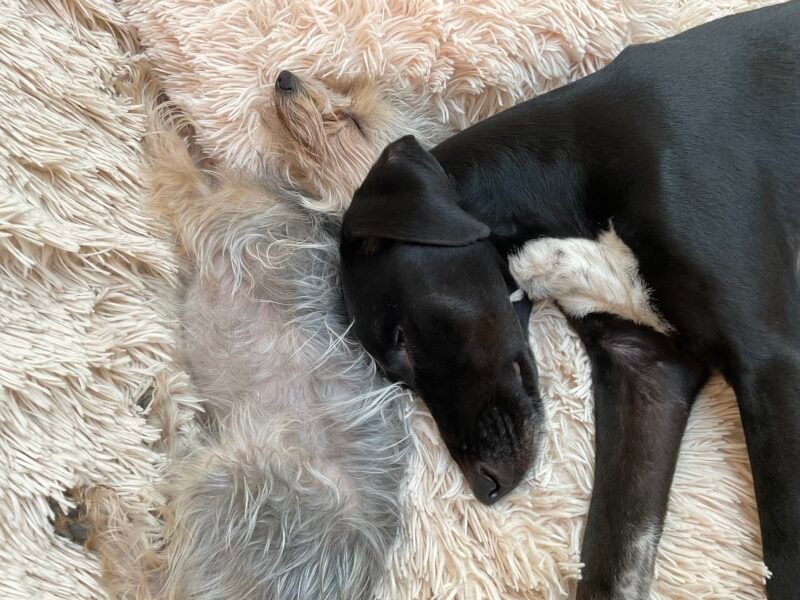 Cherche personne sérieuse pour garde de mes 2 loustics sur vienne 38200