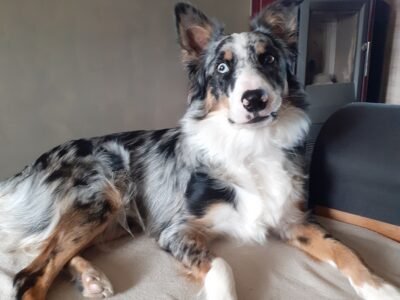 Cherche garde gratuite les 09 et 12 aout 2024 pour Chien Berger Australien avec Echange de garde possible