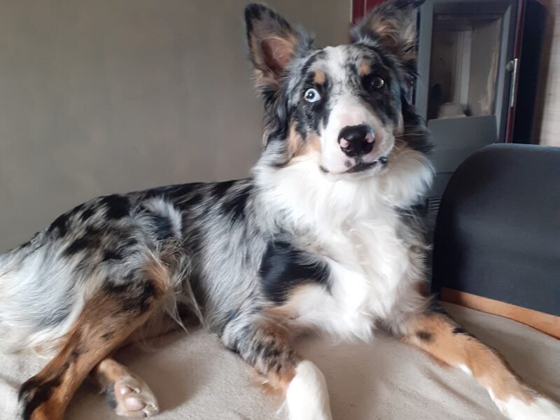 Cherche garde gratuite les 09 et 12 aout 2024 pour Chien Berger Australien avec Echange de garde possible