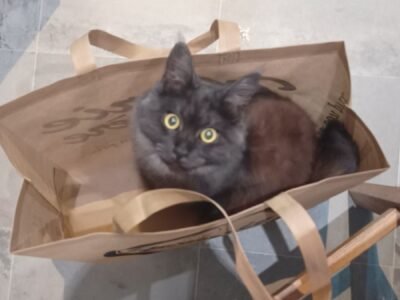 Cherche garde du 1er au 7 mai 2024