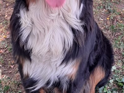Cherche Garde Bouvier Bernois à Chatillon Dpt 69