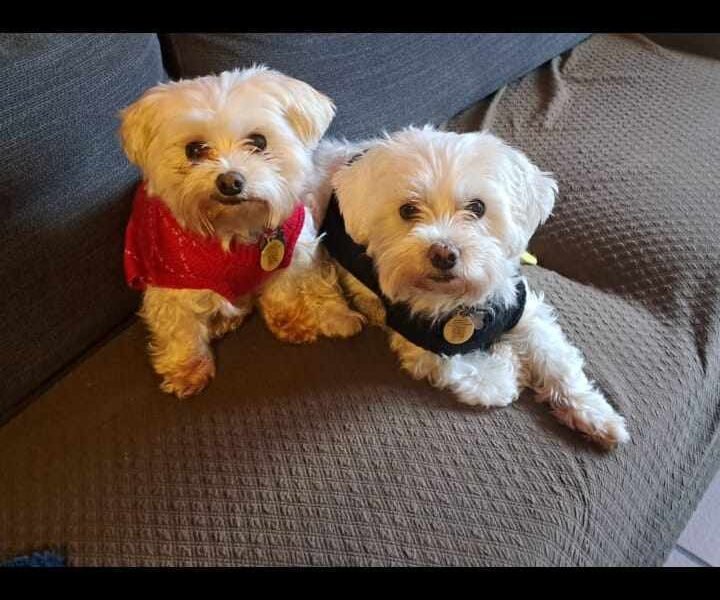 2 Bouledogue et 2 Bichons à garder à proximité de Namur