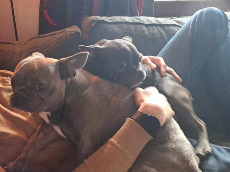 2 Bouledogue et 2 Bichons à garder à proximité de Namur