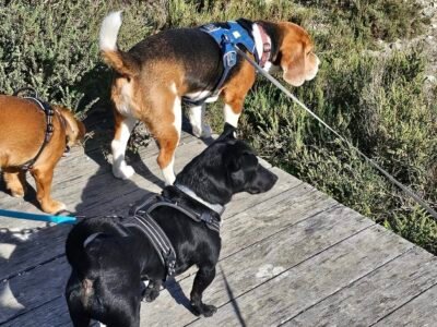 Cherche garde pour mes 3 chiens proche Toulon