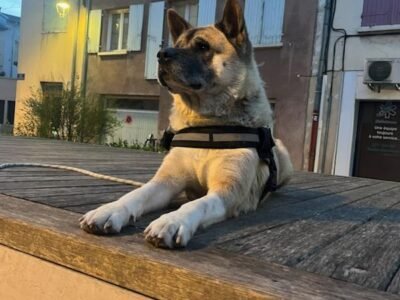 Cherche garde pour une Akita et un Spitz Allemand