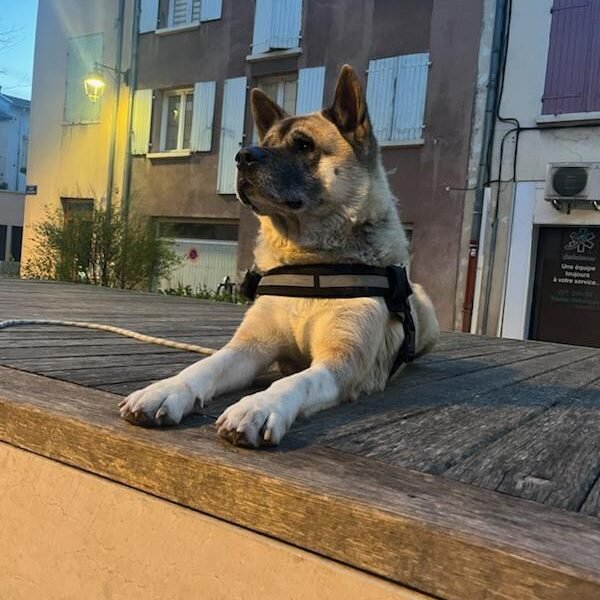 Cherche garde pour une Akita et un Spitz Allemand