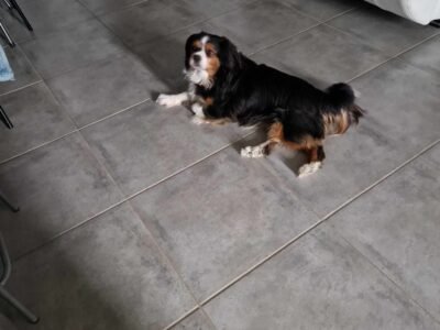 Cherche garde petite chienne Dpt 85