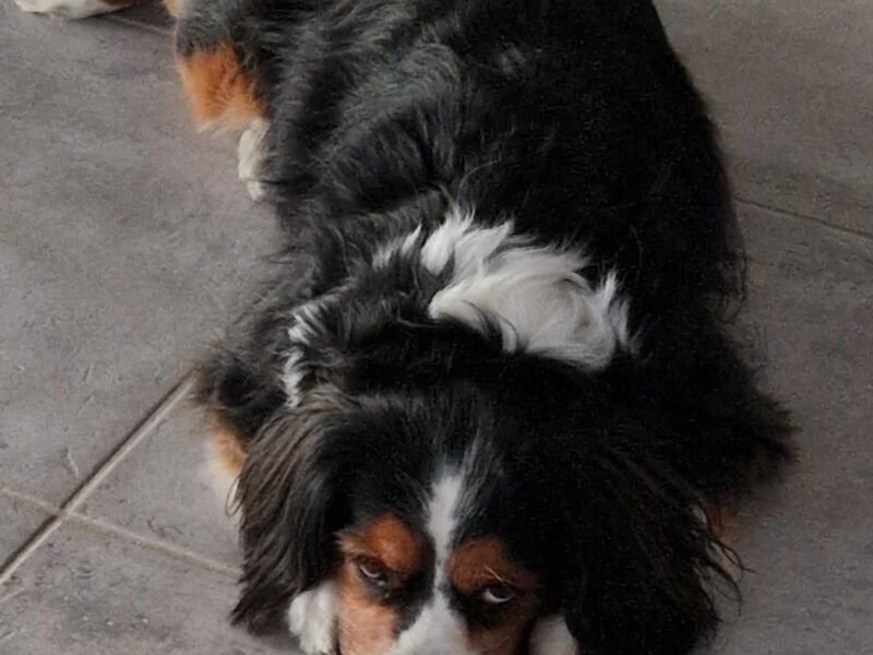 Cherche garde petite chienne Dpt 85