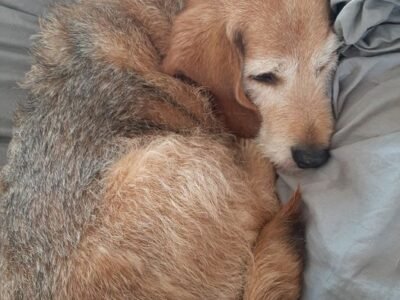 Cherche Garde pour mon fauve de Bretagne 9 ans proche Brest Dpt 29