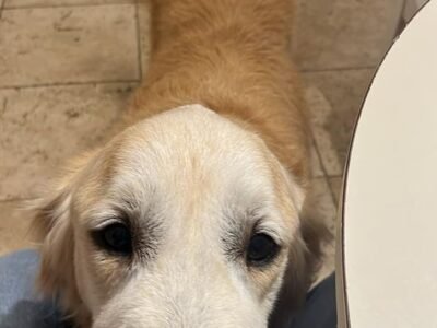 Cherche garde pour mon Golden Retriever Gapy proche Dijon Dpt 21
