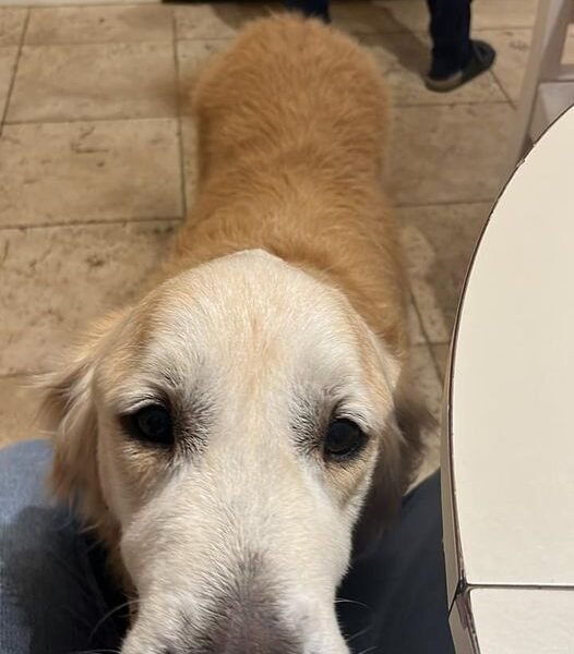 Cherche garde pour mon Golden Retriever Gapy proche Dijon Dpt 21