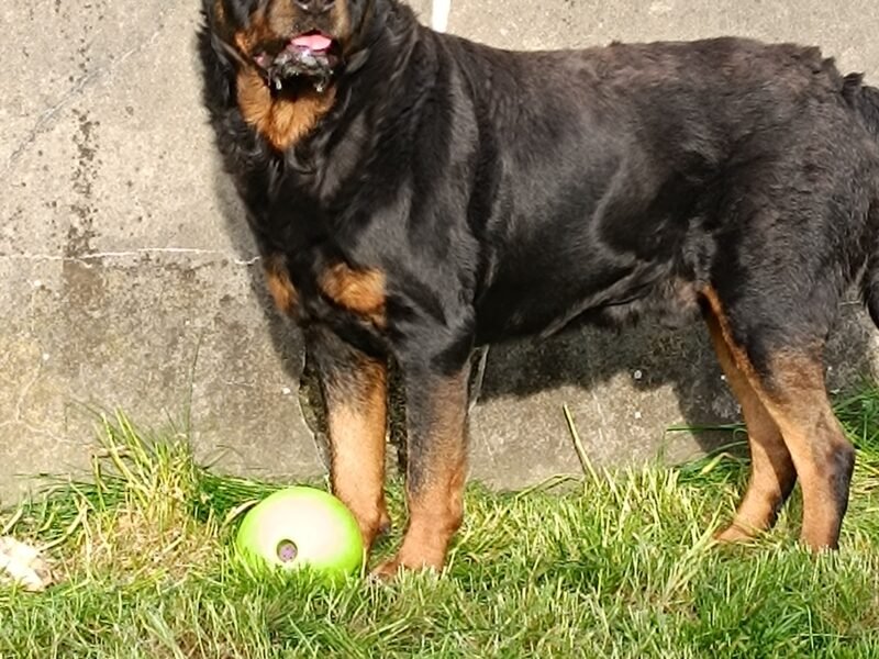 je recherche une personne pouvant garder mon chien a votre domicile