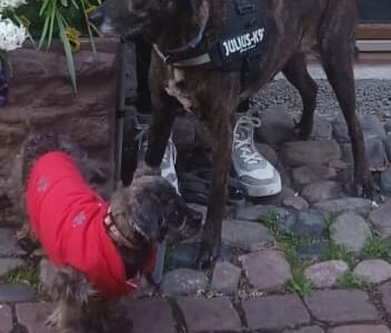 Cherche garde pour 2 chiens proche Plaisance du Touch Dpt 31