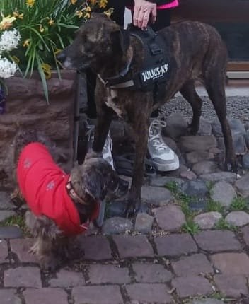 Cherche garde pour 2 chiens proche Plaisance du Touch Dpt 31