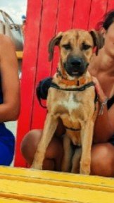 Cherche à faire garder Nala