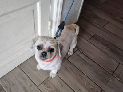 Cherche Garde pour petite chienne de 3 ans environs de Paris ou Lille