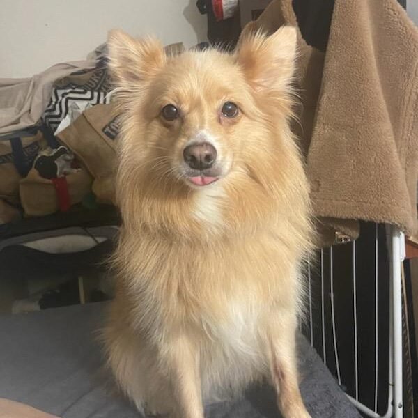 Cherche garde pour une Akita et un Spitz Allemand