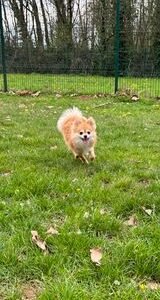 Cherche garde pour mon petit Spitz nain